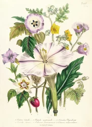 Paholaisen trumpetti, levy 46 